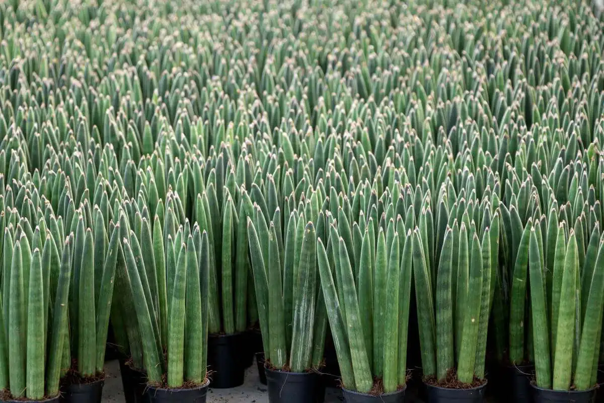 Sansevieria Cylindrica ou Lança-De-São-Jorge: Cuidados