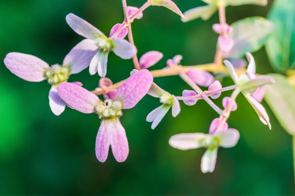 Brácteas e flores da Congea tomentosa 