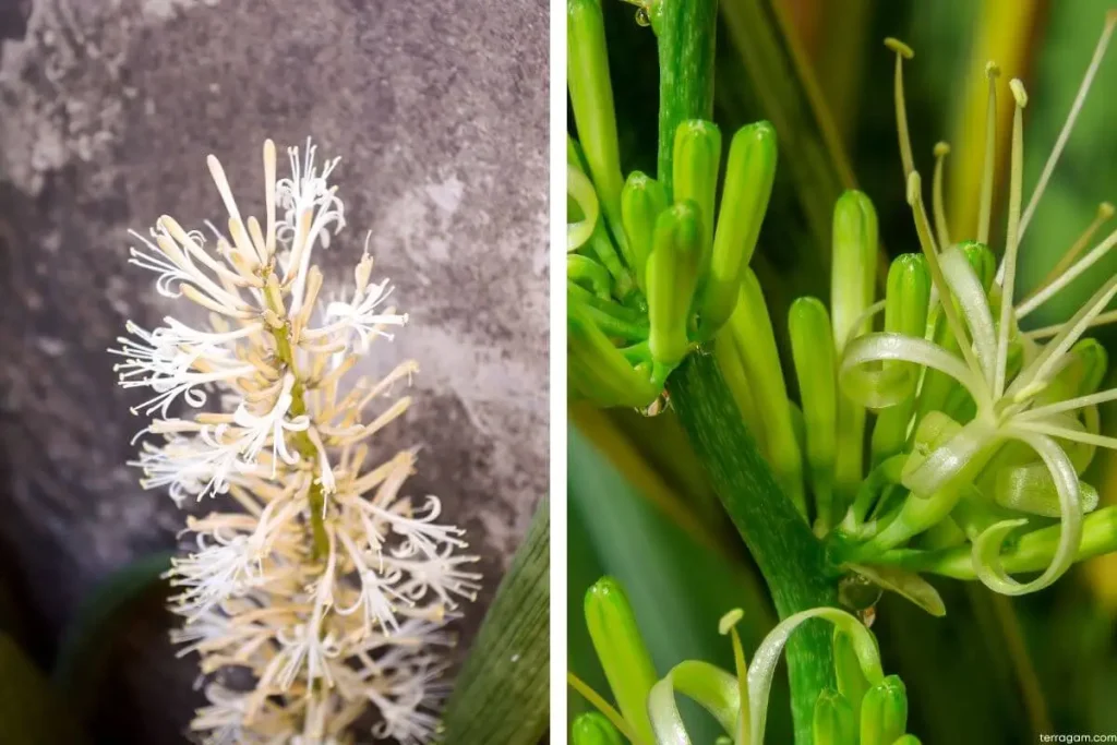 Inflorescência da Sansevieria em duas fotos 