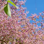 Congea tomentosa com flores lilás