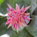 Aechmea fasciata com bracteas rosas e flores roxas e folhas verde manchadas