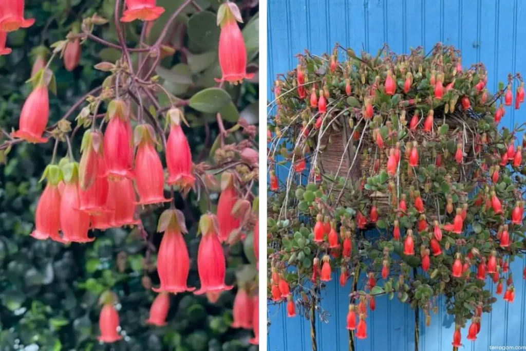 Flores vermelhas da Kalanchoe manginii na natureza e em vaso com fundo azul