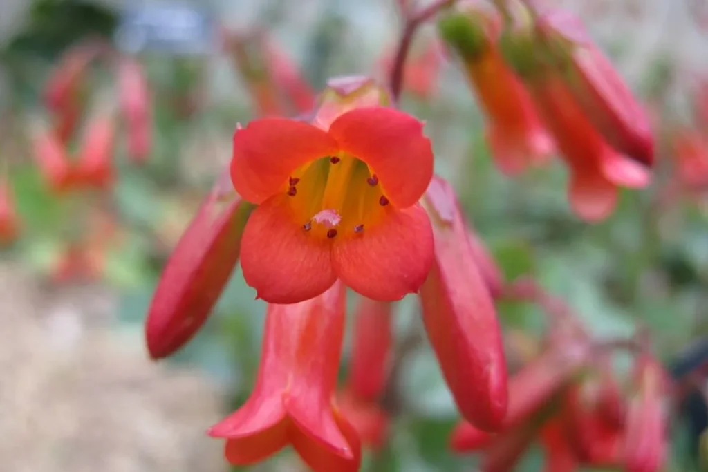 Você está visualizando atualmente Kalanchoe Manginii: Suculenta Com Flores Vermelhas