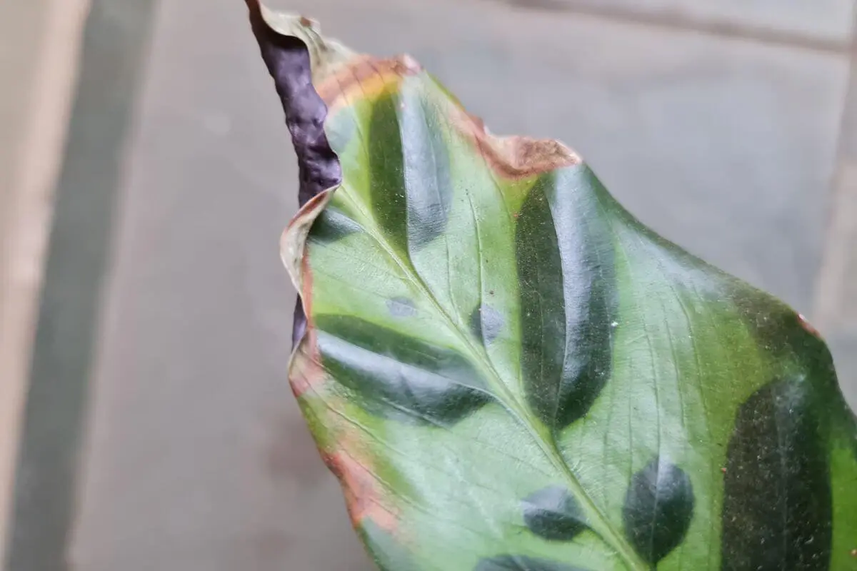 Plantas Com Folhas Queimadas Nas Pontas