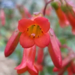 Flor vermelha da Kalanchoe manginii