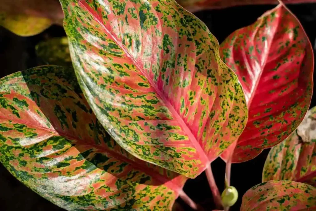 Você está visualizando atualmente Aglaonema-Vermelha: Folhas Exuberantes Para Sombra