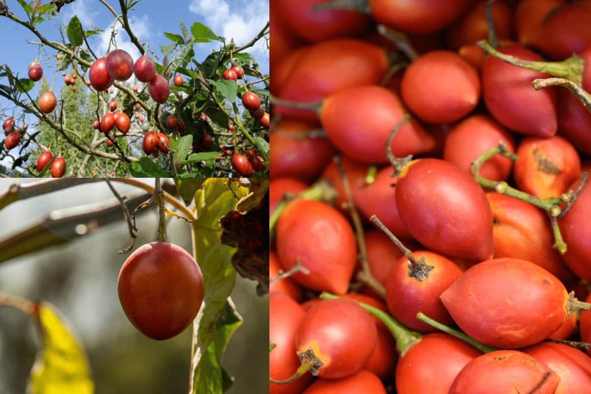 Leia mais sobre o artigo Como plantar tomate de árvore em casa e colher belos e deliciosos para diversas receitas