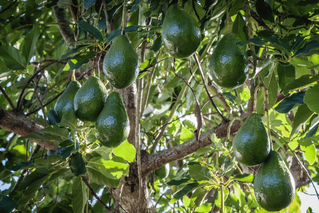 Leia mais sobre o artigo Como plantar abacate pelo caroço: dicas simples que vão ajudar no cultivo