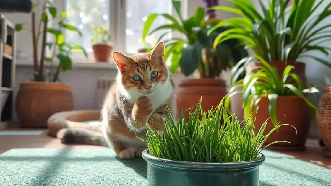 Por que cultivar grama para gatos?