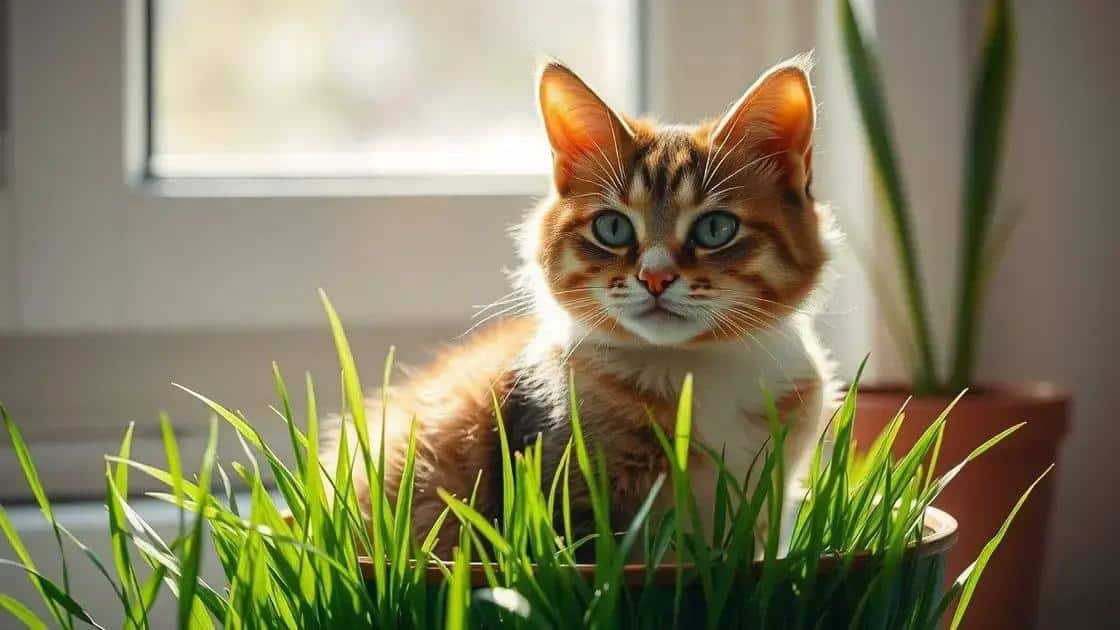 como cultivar o melhor jardim de grama de gato que durara o ano todo